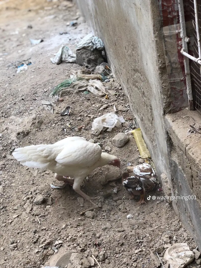 hira murgi — photo 2