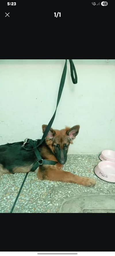 Gemran shepherd for sale double coat