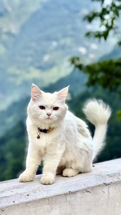 White Triple-Coat female Persian Cat (Doll Face / Semi-Punch Face)