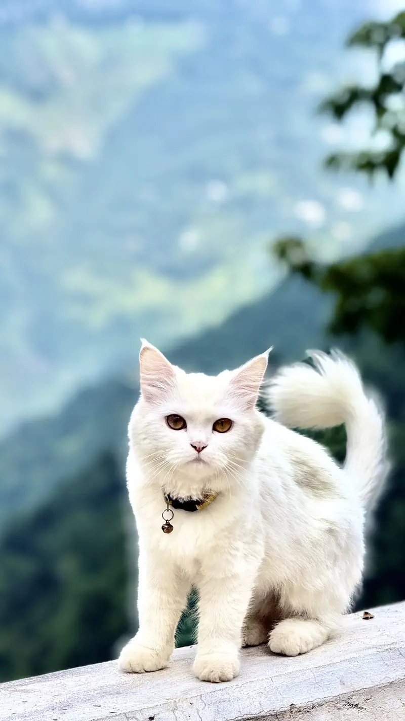 White Triple-Coat female Persian Cat (Doll Face / Semi-Punch Face) — photo 2