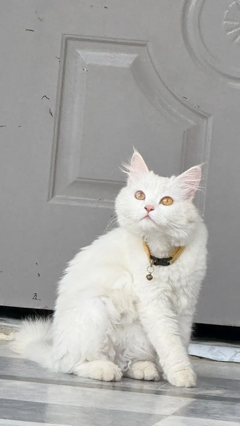 White Triple-Coat female Persian Cat (Doll Face / Semi-Punch Face) — photo 3
