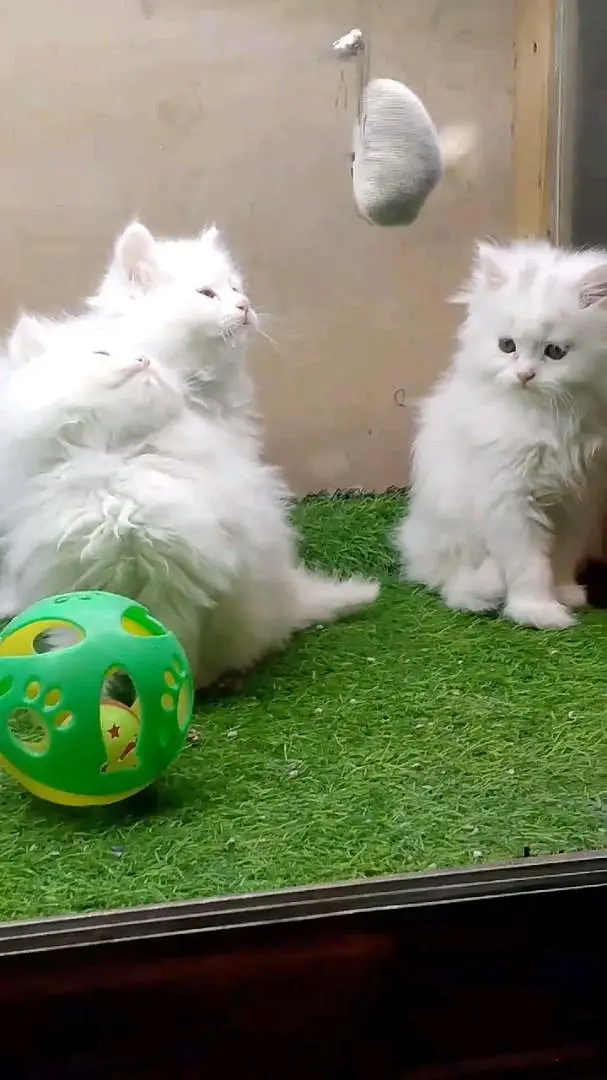 Persian kitten for urgent sale triple code WhatsAp o/3/4/o/1/4/3/o/o37 — photo 2