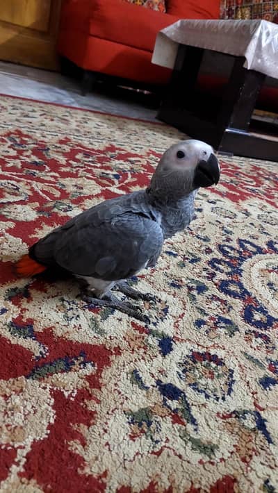 african grey age 3mnths 1 time hand feed.