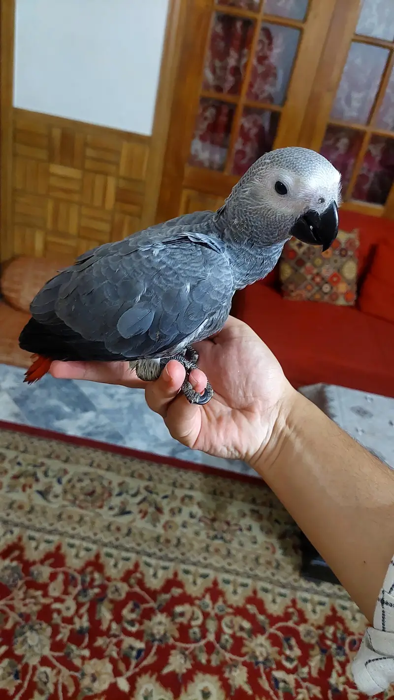 african grey age 3mnths 1 time hand feed. — photo 2