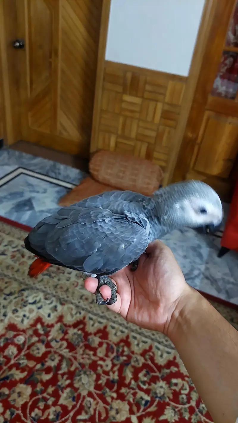 african grey age 3mnths 1 time hand feed. — photo 3