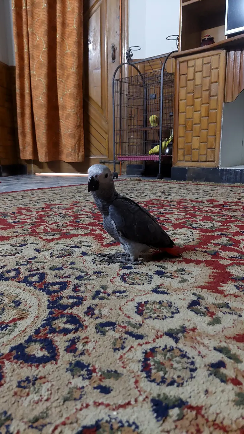 african grey age 3mnths 1 time hand feed. — photo 4