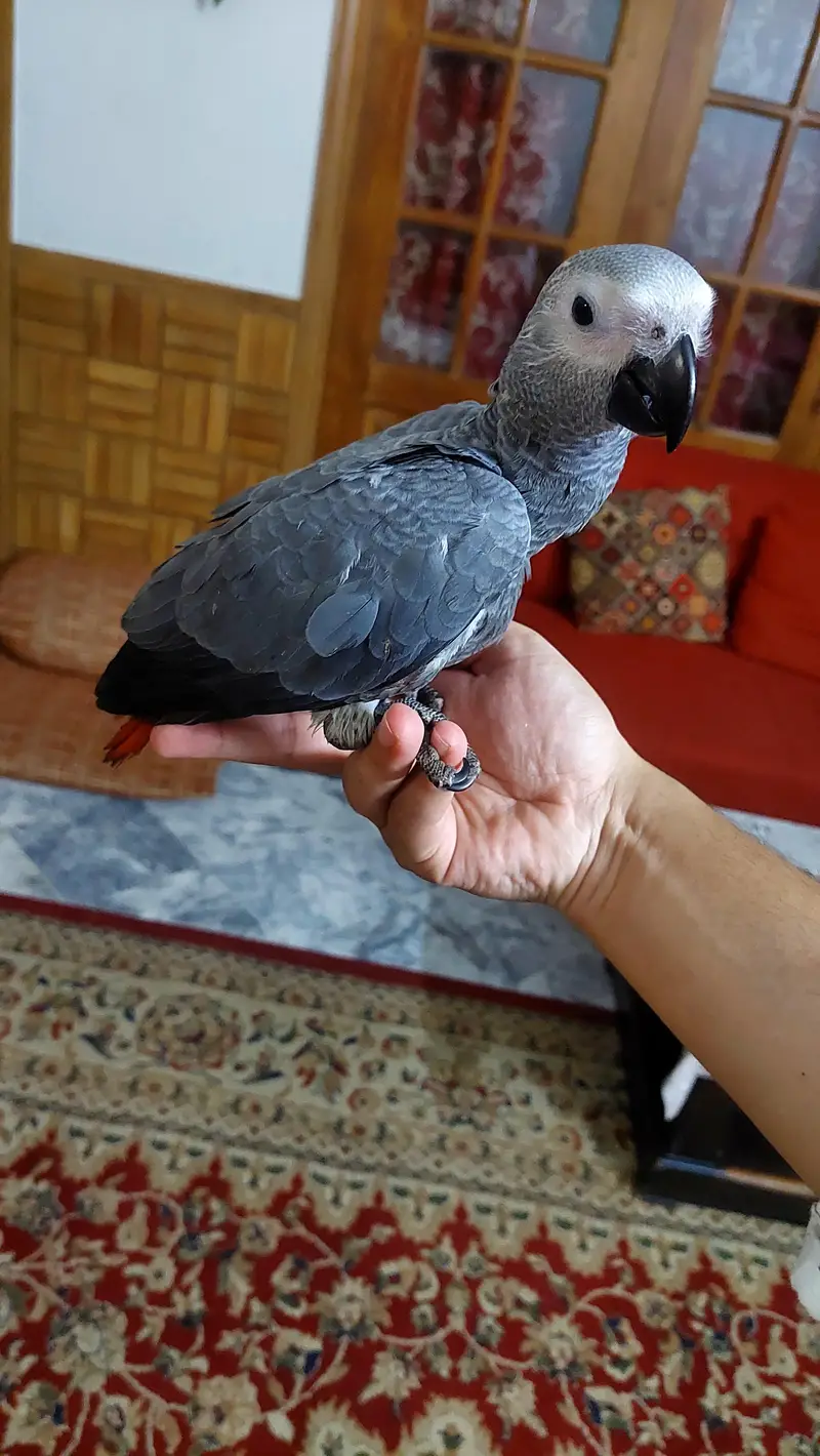 african grey age 3mnths 1 time hand feed. — photo 5