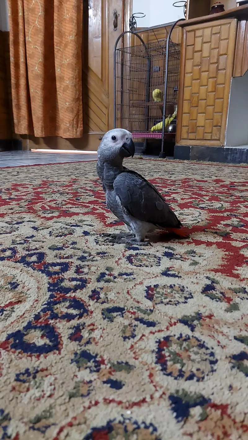 african grey age 3mnths 1 time hand feed. — photo 6