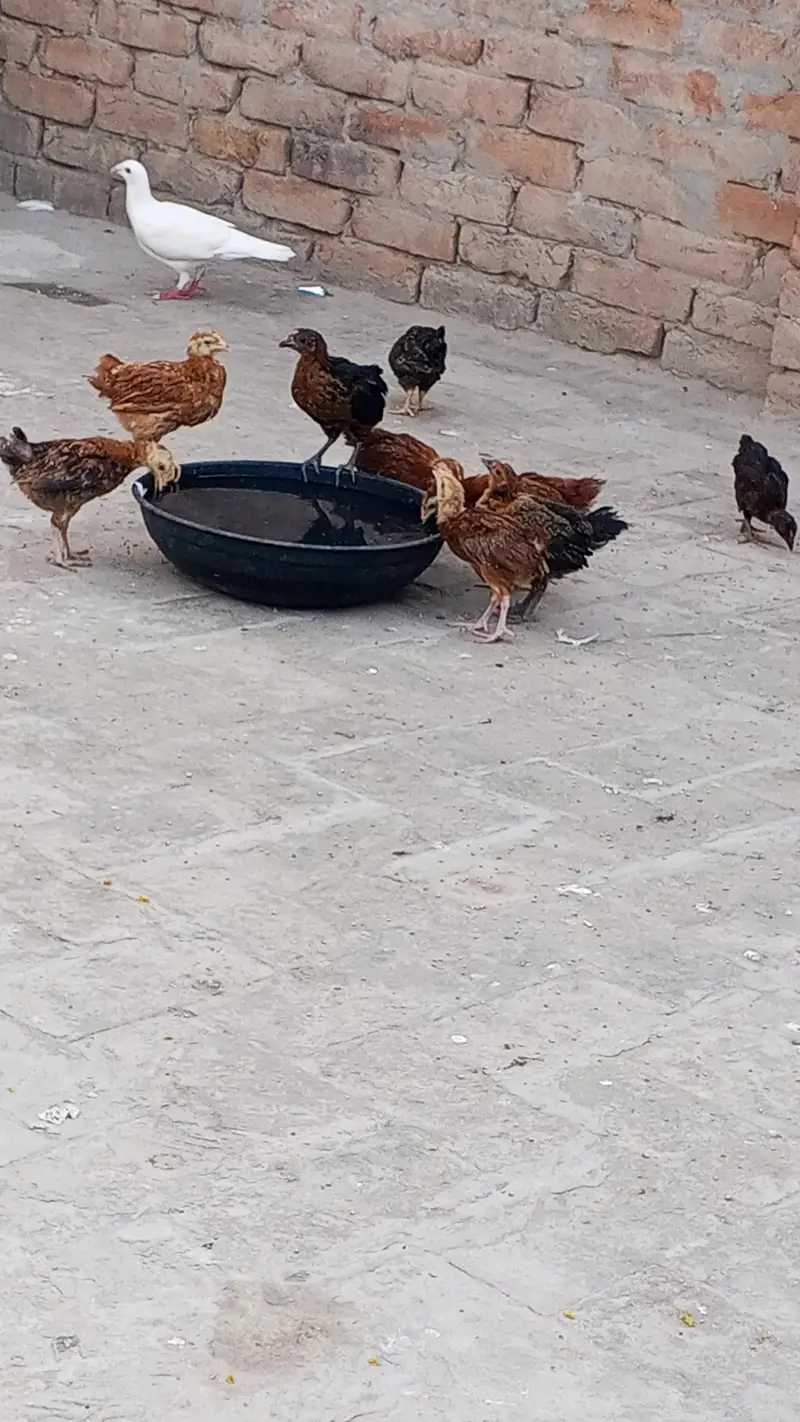 Ghar ka pala howa han — photo 3