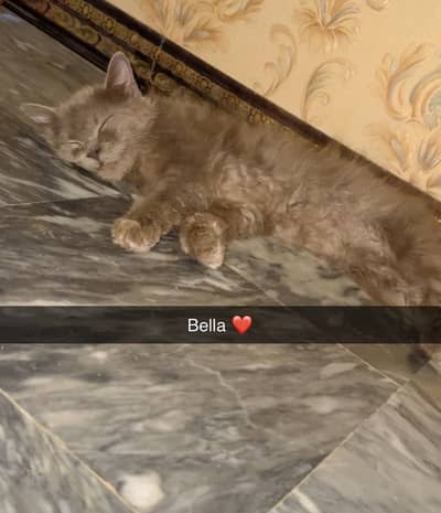 persian cat