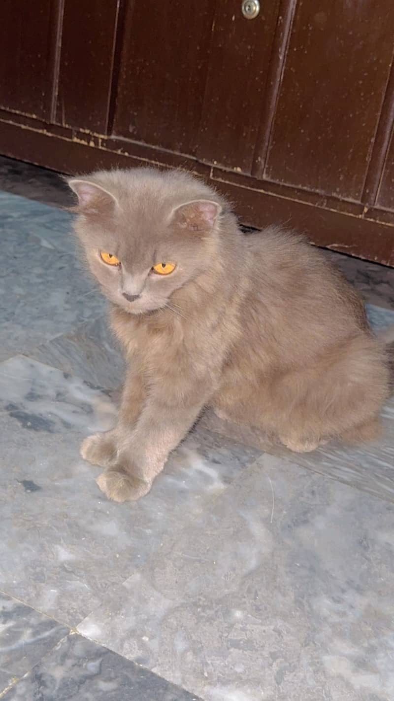 persian cat 1