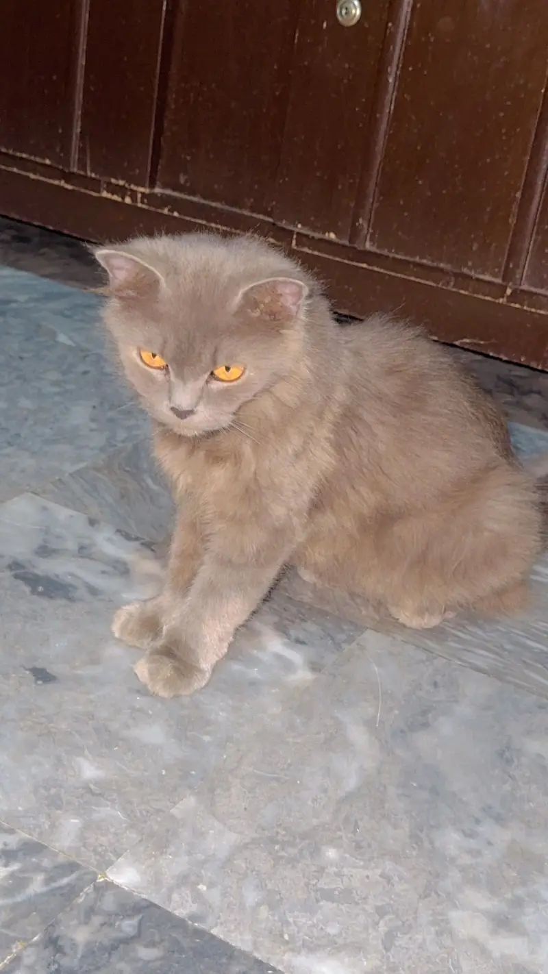 persian cat — photo 2