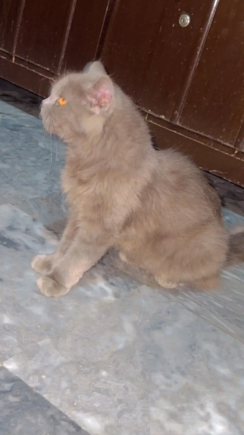 persian cat — photo 3