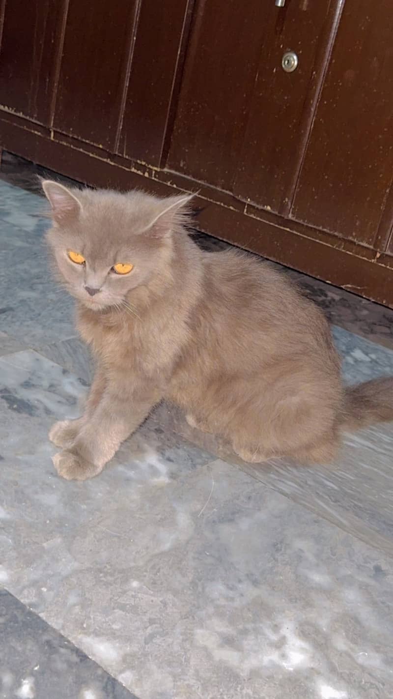 persian cat 3