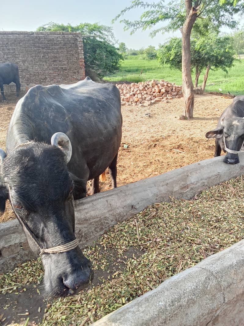 buffalo 1