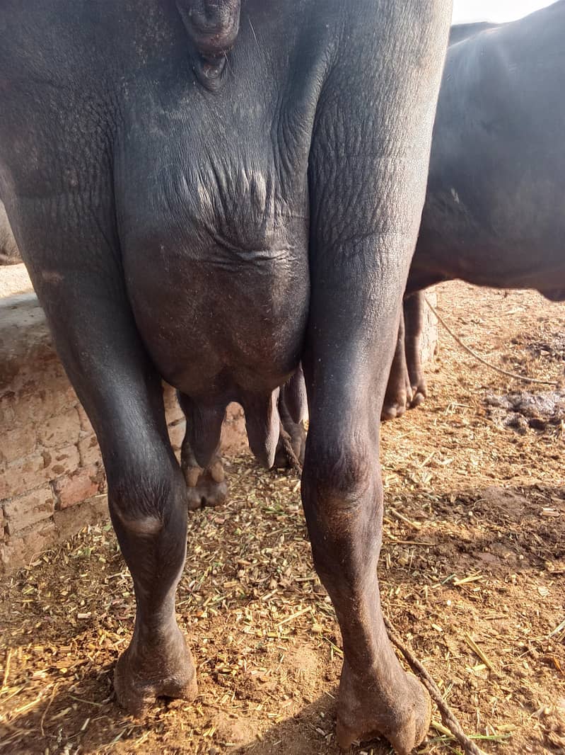 buffalo 2