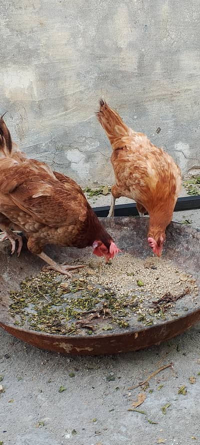 golden misri hens