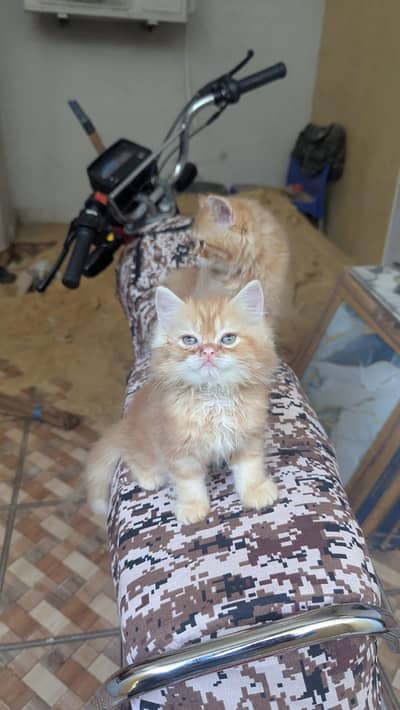 Ginger colour male kitten available for sale