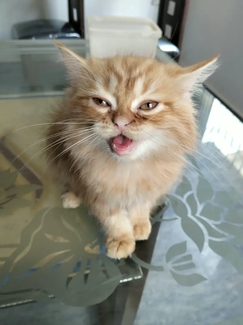 Ginger colour male kitten available for sale — photo 2