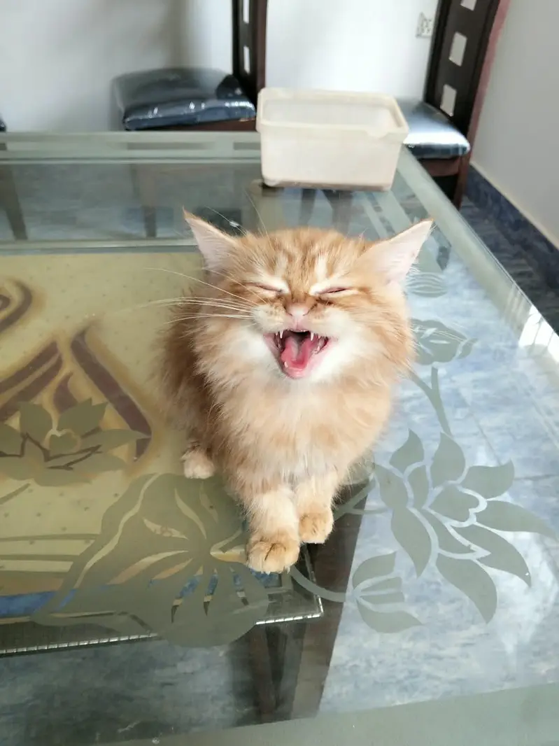 Ginger colour male kitten available for sale — photo 3