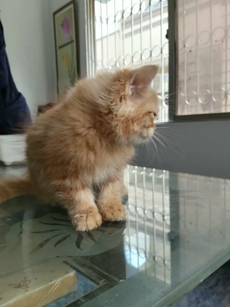 Ginger colour male kitten available for sale — photo 4