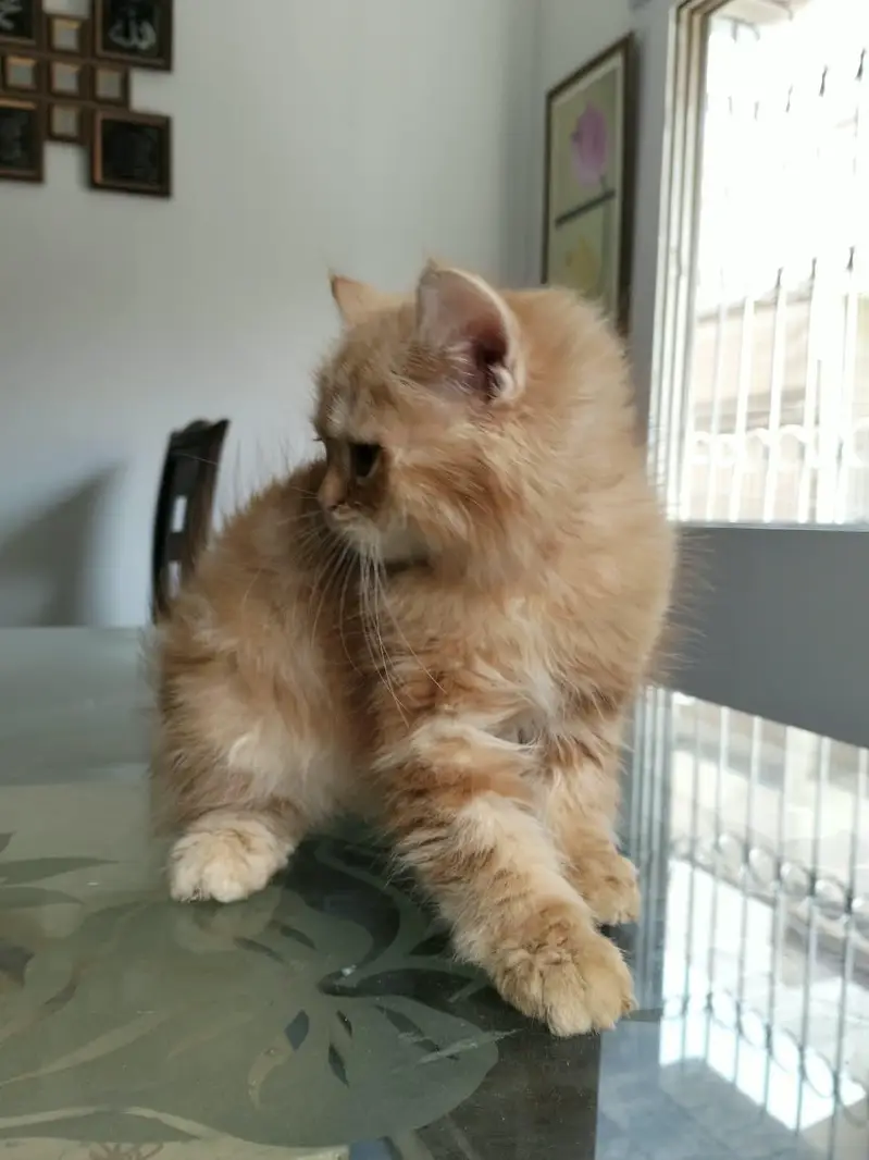 Ginger colour male kitten available for sale — photo 5