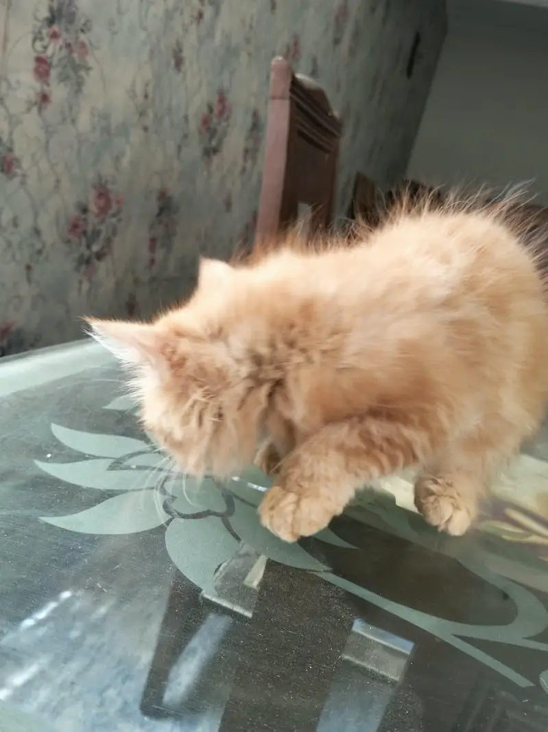 Ginger colour male kitten available for sale — photo 6