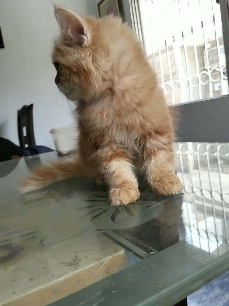 Ginger colour male kitten available for sale — photo 7