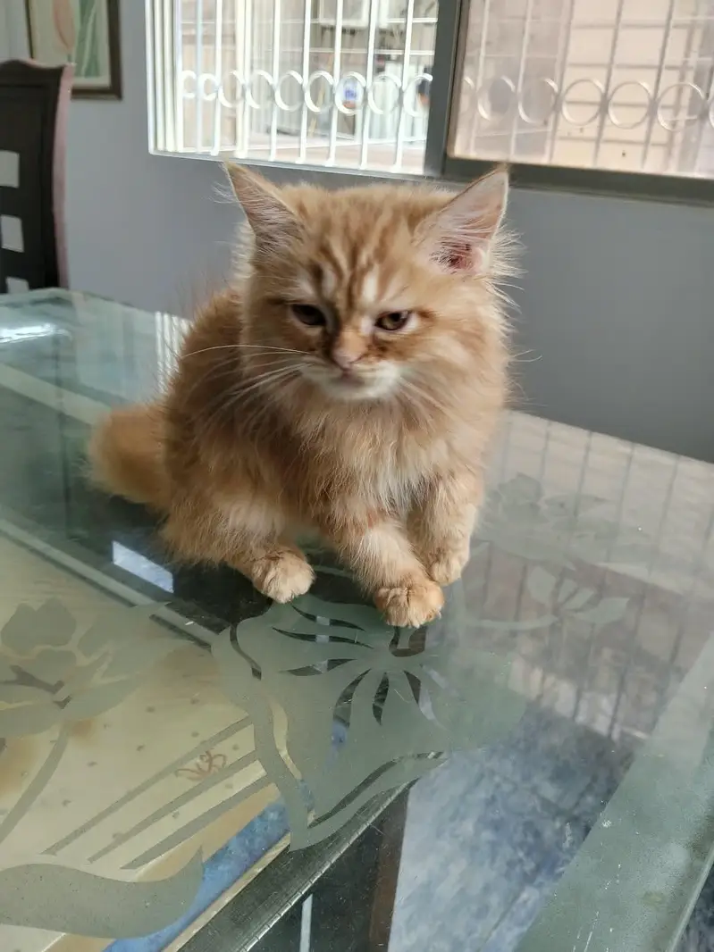 Ginger colour male kitten available for sale — photo 8