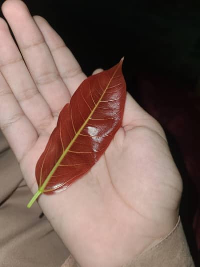 Exotic Red Leave