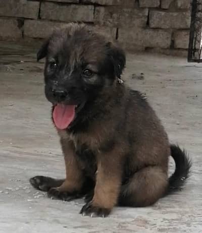 pure alsatian bagiyari female puppy