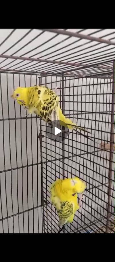 Cage for parrot and hogoromo