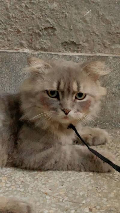 persian cat