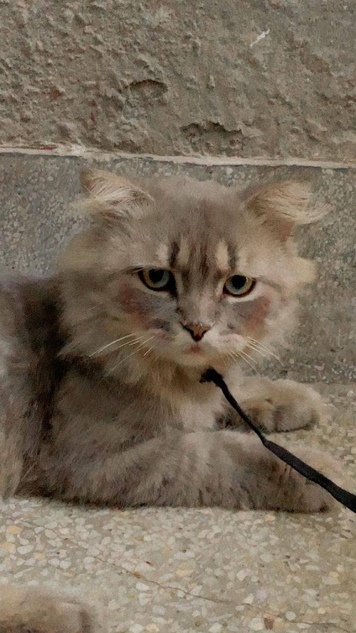 persian cat 0