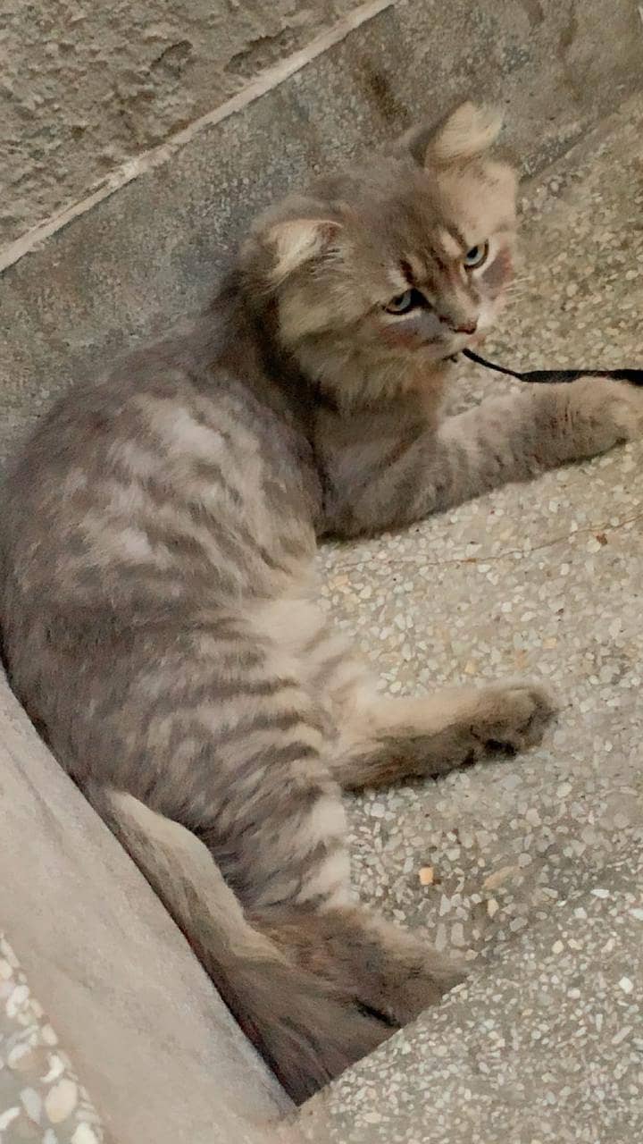persian cat 1