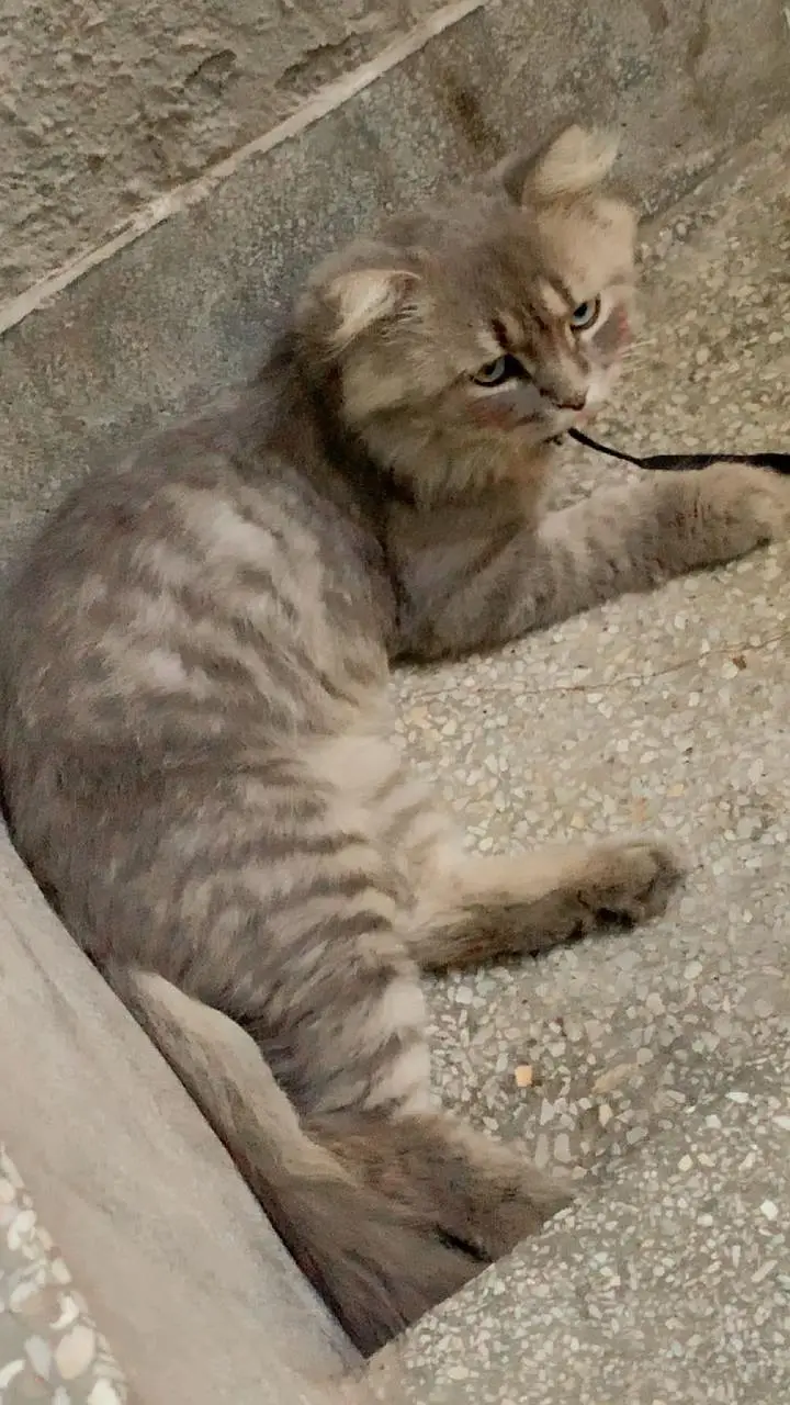 persian cat — photo 2