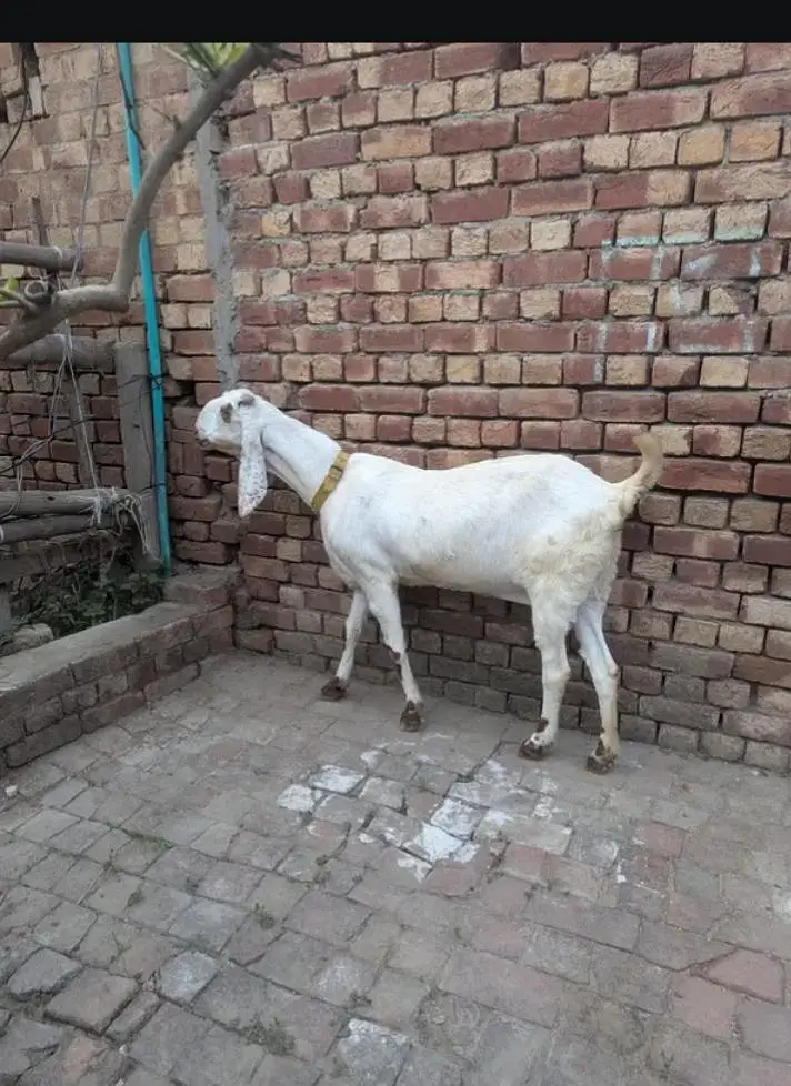 Rajan puri — photo 2