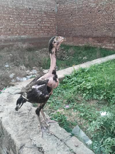 Pakistani aseel