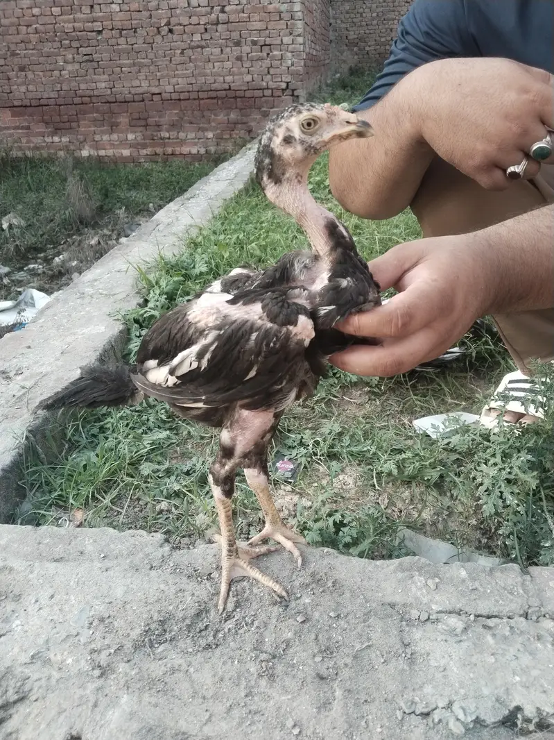 Pakistani aseel — photo 2