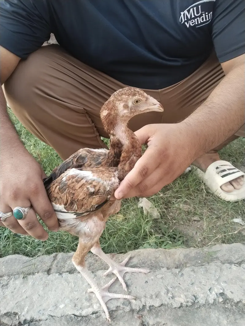 Pakistani aseel — photo 3