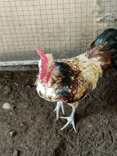 2200 ka desi  murgha dono main se jo marzi le lain ghr ka pala huwa