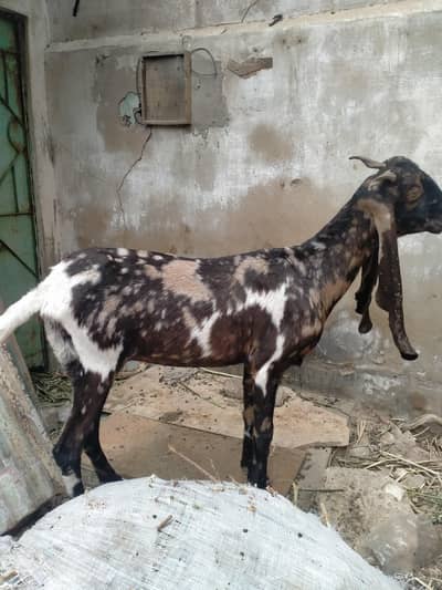 kamori bakri