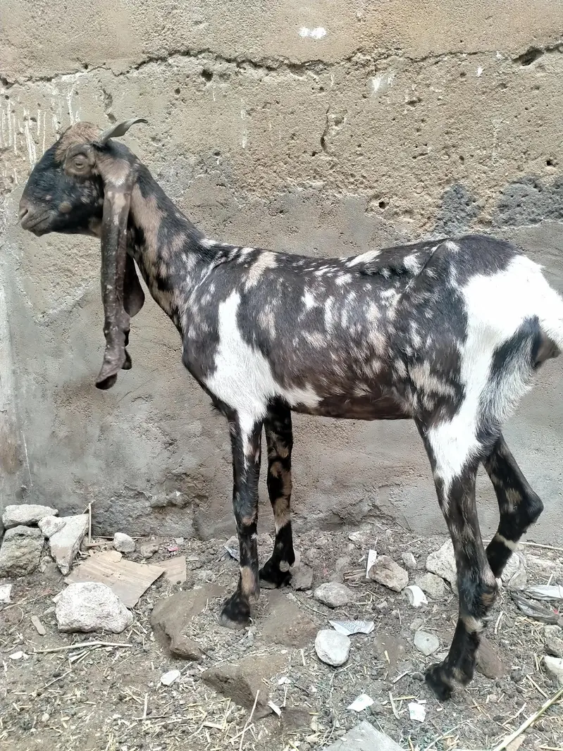 kamori bakri — photo 2