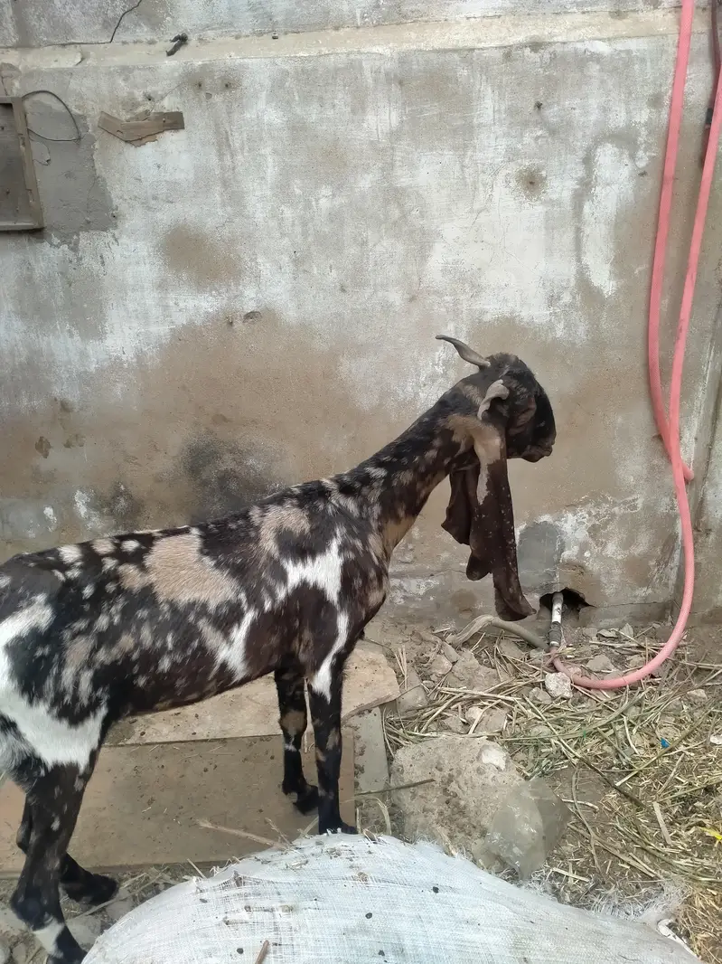 kamori bakri — photo 3