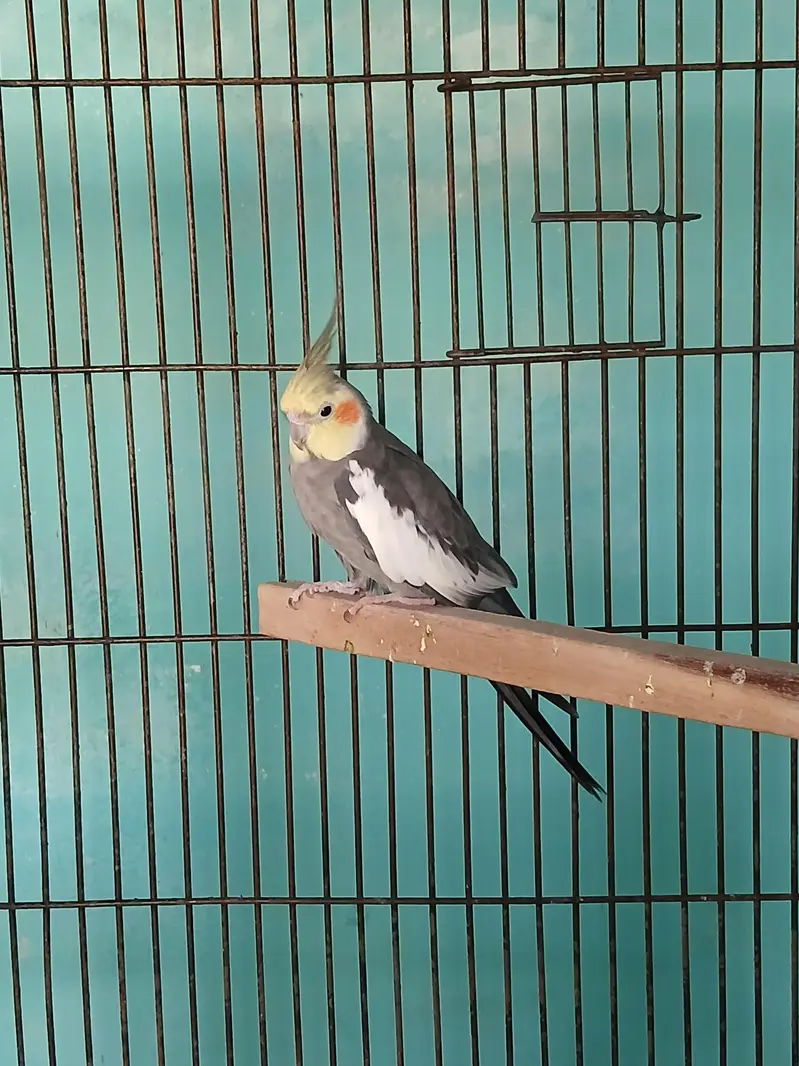 Ready to Breed Normal Grey Males — photo 2