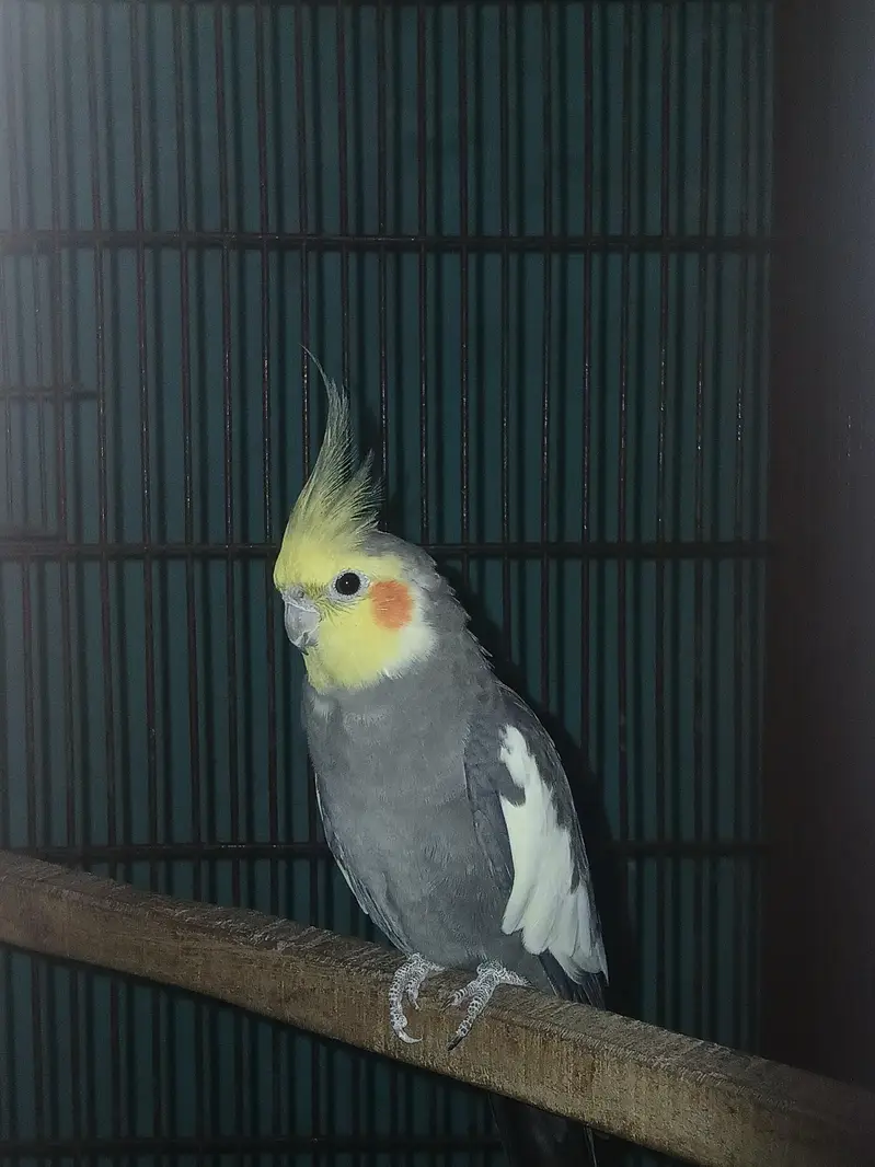 Ready to Breed Normal Grey Males — photo 3