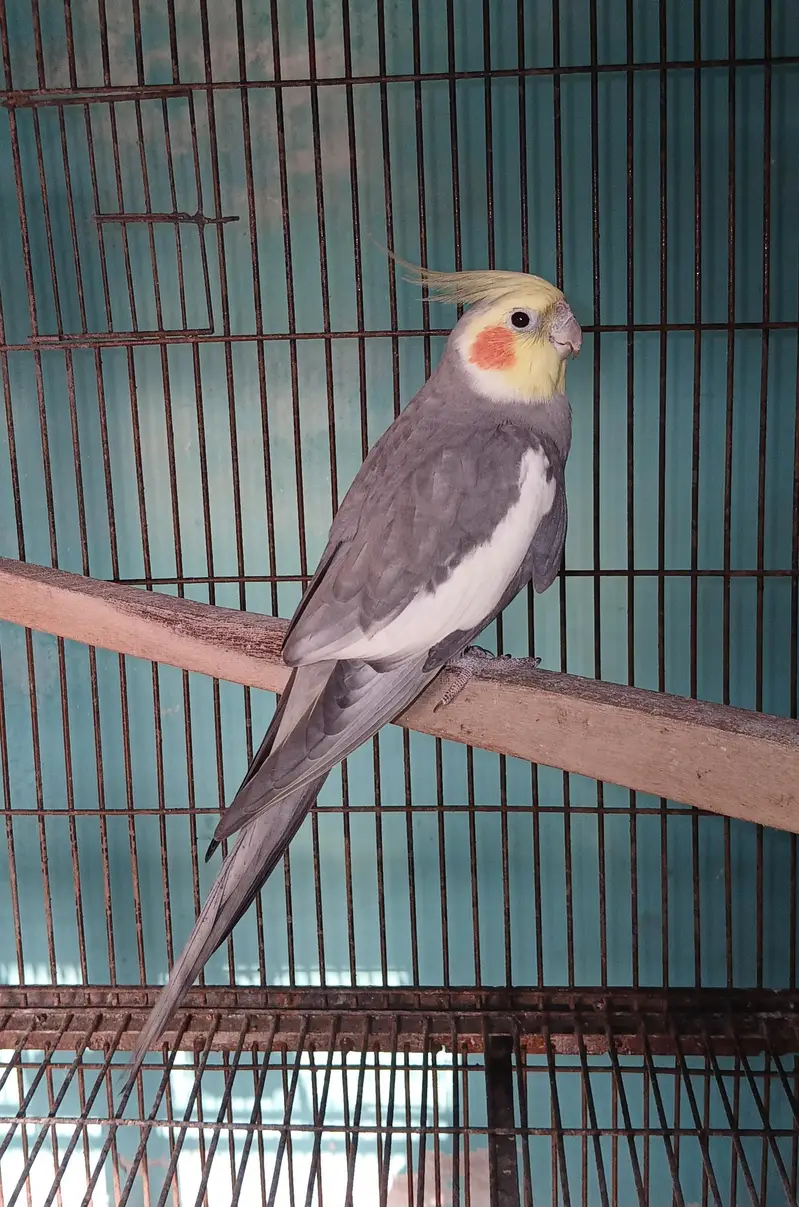 Ready to Breed Normal Grey Males — photo 4