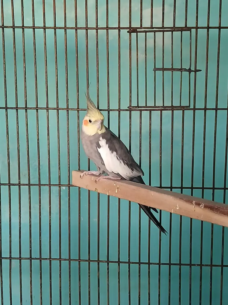Ready to Breed Normal Grey Males — photo 5