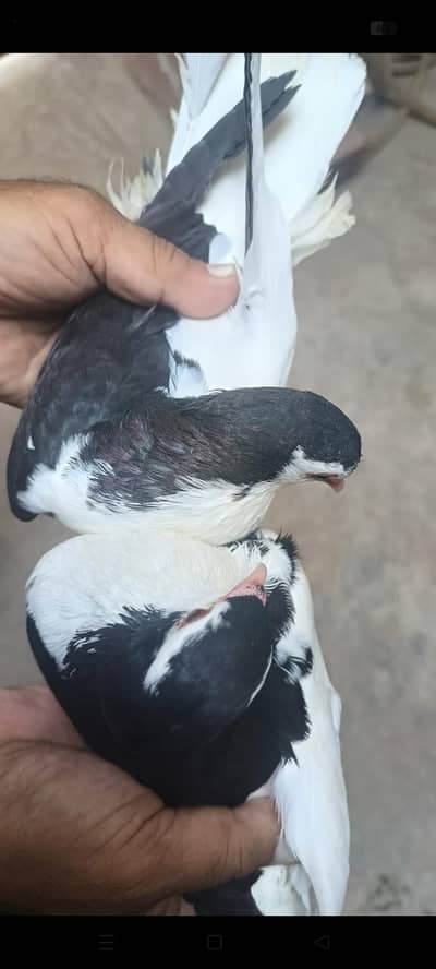 breeder pair for sale