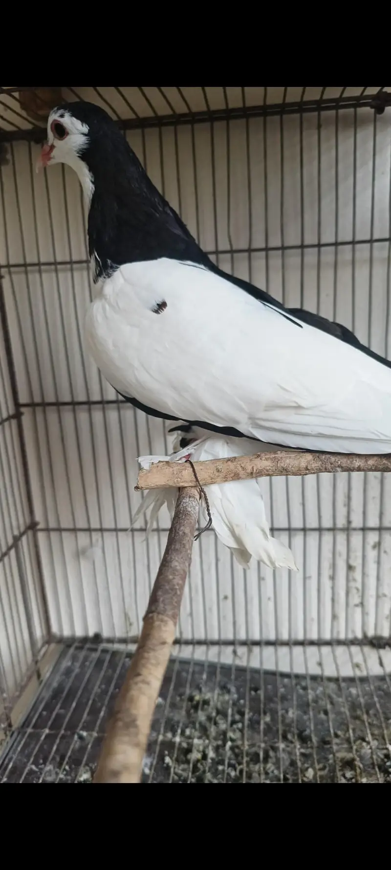breeder pair for sale — photo 2